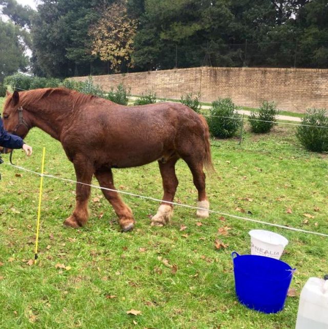 Il cavallo nel recinto del Pincio