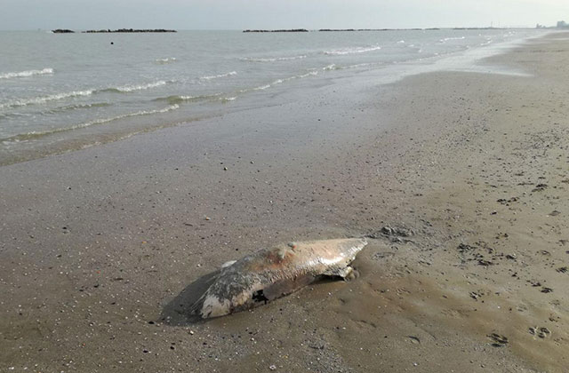Il delfino spiaggiato a Senigallia