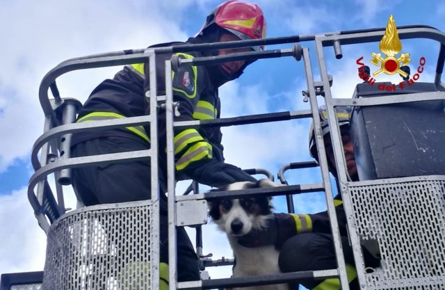 Cane sul cornicione, intervengono i pompieri (FOTO)