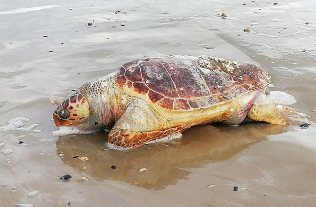 Una delle due tartarughe marine rinvenute sulla spiaggia di Senigallia