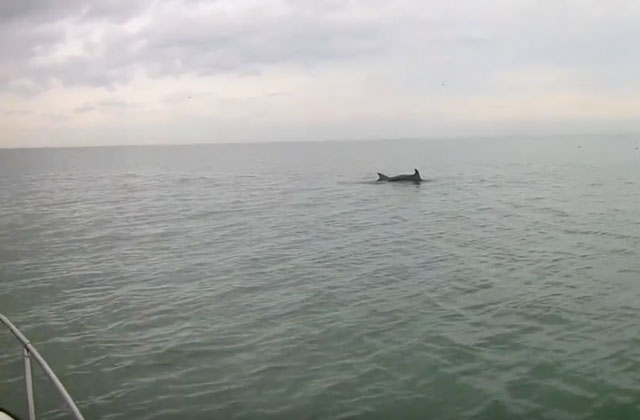 I delfini in un frame del video