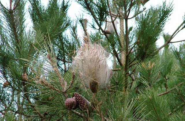 Jesi, allarme processionaria: pini infestati dai nidi