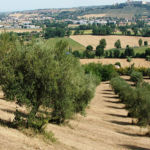 Selva di Castelfidardo (foto tratta dal sito della Fondazione Ferretti)