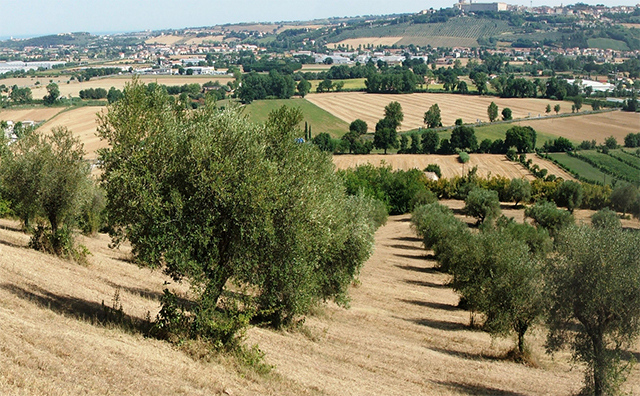 Selva di Castelfidardo (foto tratta dal sito della Fondazione Ferretti)