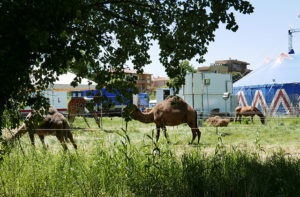 Gli animali del circo "Royal Circus" a Villa Torlonia di Senigallia