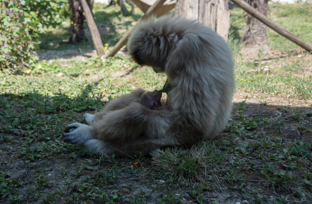 Il piccolo gibbone di recente nato al Parco Zoo di Falconara