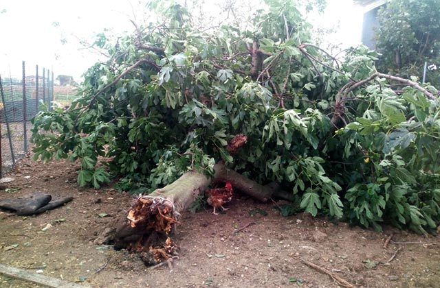 albero crollato per il maltempo