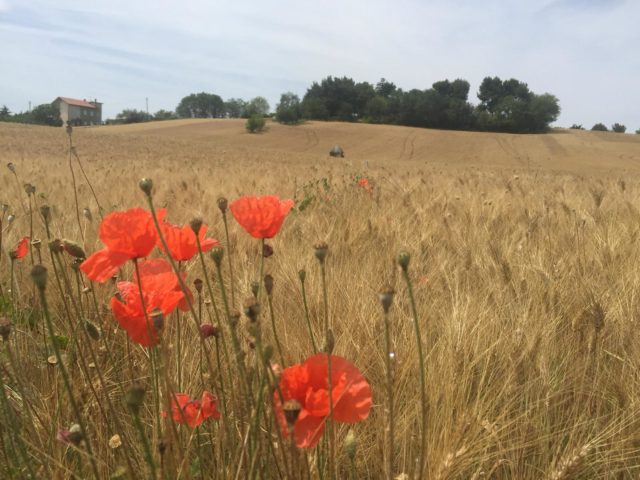 grano (2)