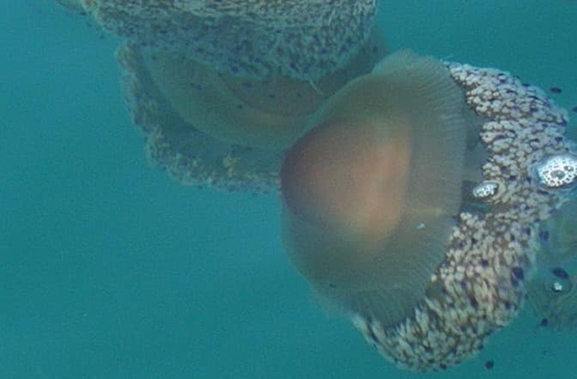 Un branco di meduse della specie Cassiopea mediterranea (Cotylorhiza tuberculata) a largo di Senigallia. Foto di Paolo Belardinelli