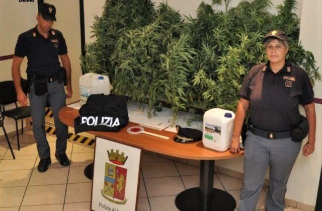 Le piante di marijuana sequestrate dagli agenti di Osimo