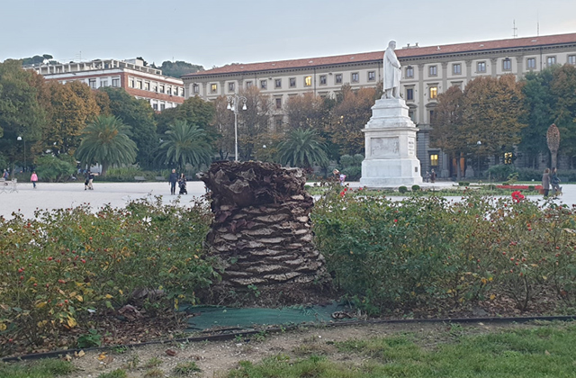 Le palme di piazza Cavour ad Ancona