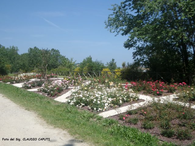 Nel parco della Cittadella sarà inaugurato il “Giardino delle Rose”