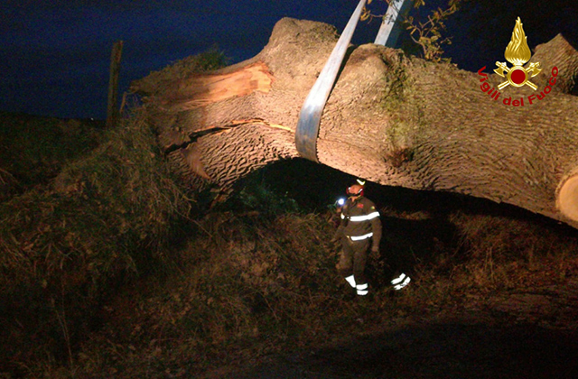 I Vigili del fuoco sono intervenuti per liberare un passaggio da un grosso albero caduto a Senigallia