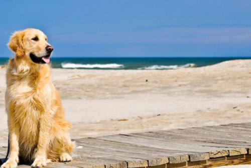 Spiaggia libera per i cani a Baia Flaminia, Pozzi:  «Anche quest’anno a Pesaro il mare per gli amici a quattro zampe» 