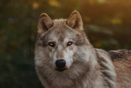 Montecosaro, anziano si trova davanti due lupi