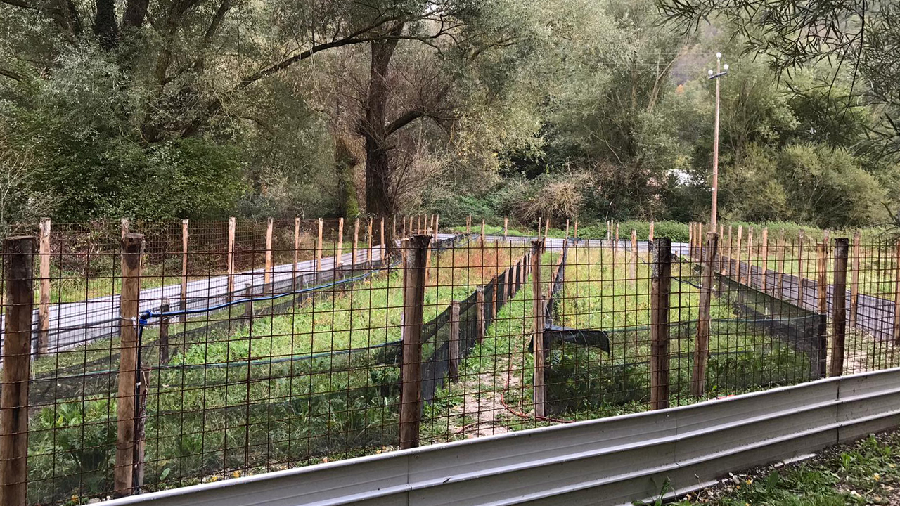 L'allevamento di lumache all'azienda agricola Midei di Sefro (Mc)