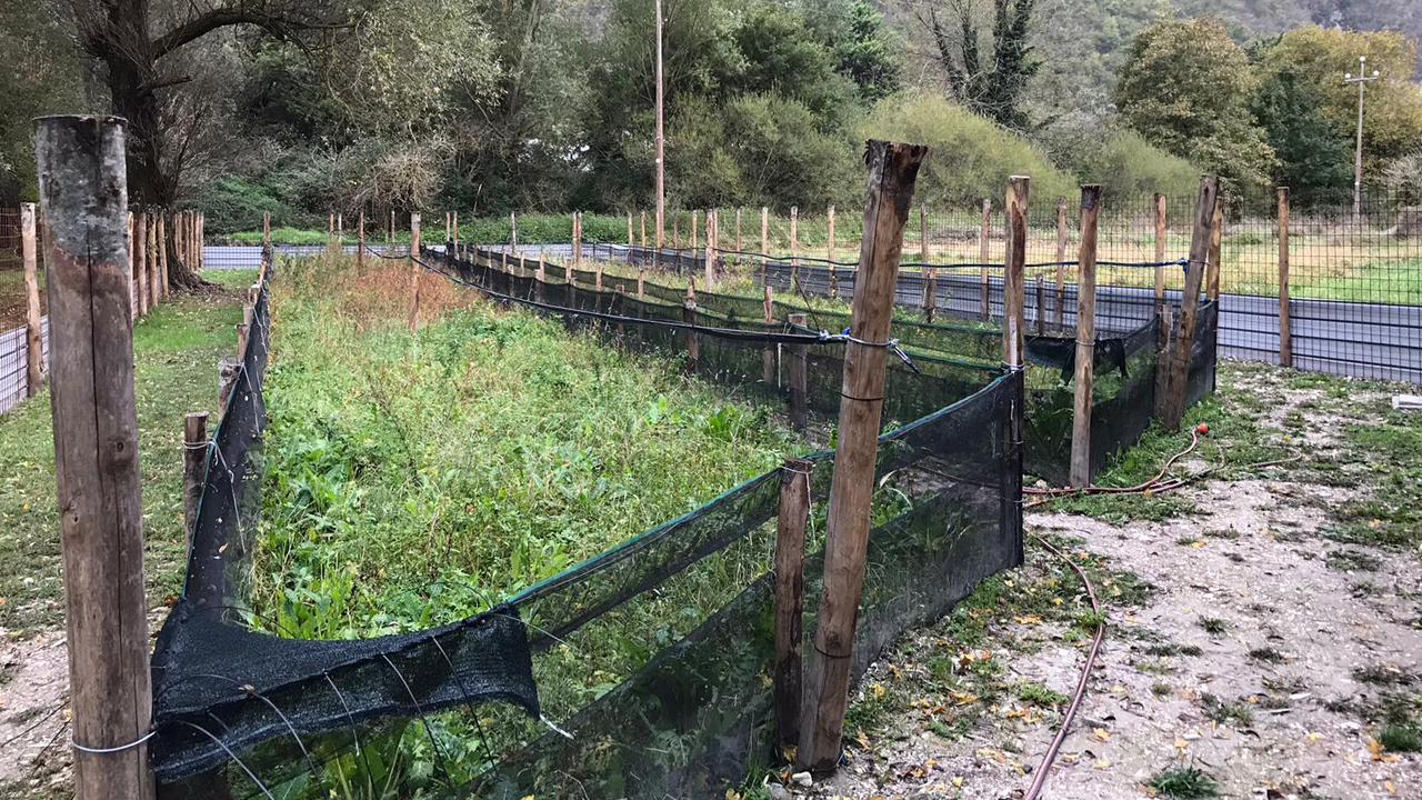 L'allevamento di lumache all'azienda agricola Midei di Sefro (Mc)