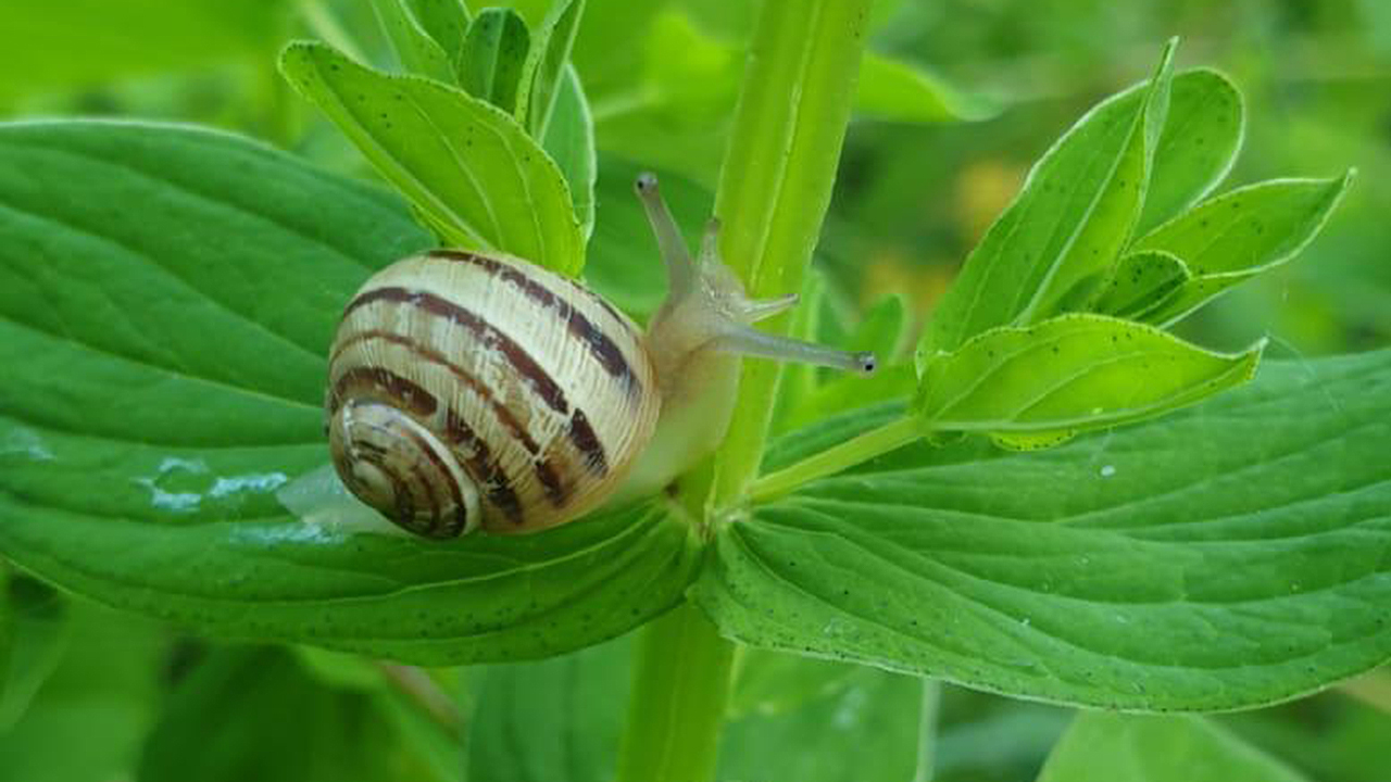 Alimentazione naturale, allevamento di lumache, chiocciole, azienda agricola Midei, Marco Midei, Sefro