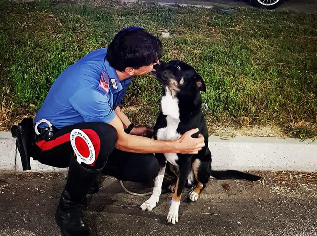 Pesaro, il cane aspetta con i carabinieri l'arrivo del padrone: la storia di Rex - Notizie Pesaro - CentroPagina - Cronaca e attualità dalle Marche
