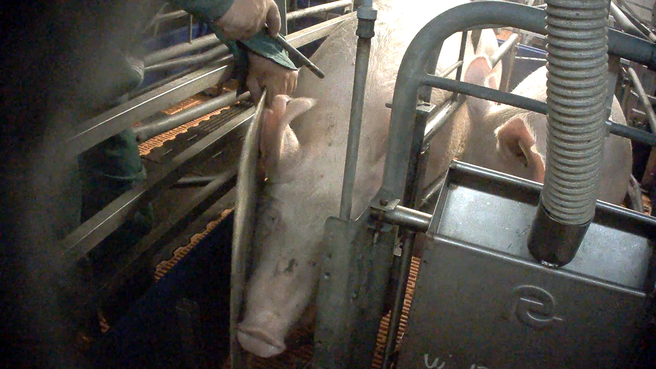 Il taser elettrico usato sui maiali impossibilitati a muoversi in un allevamento di Senigallia