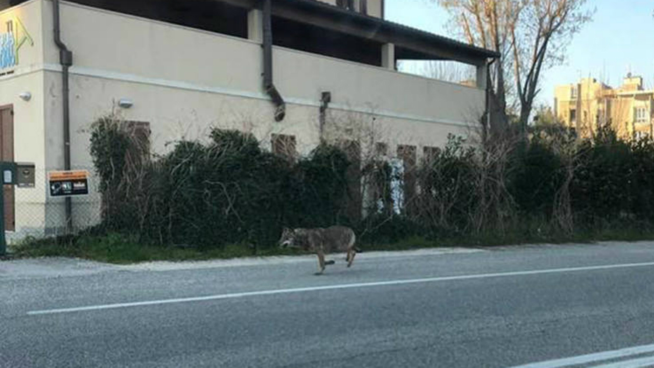 Il lupo in in via Paganini a Pesaro