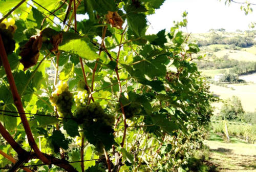 Peronospora, Antonini: «1 milione di euro per i viticoltori marchigiani danneggiati». Mazzoni: «L’annata più difficile dell’ultimo secolo»