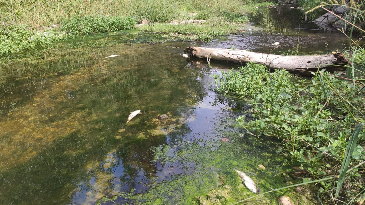 L'inquinamento ambientale nel torrente Nevola e la conseguente moria di pesci