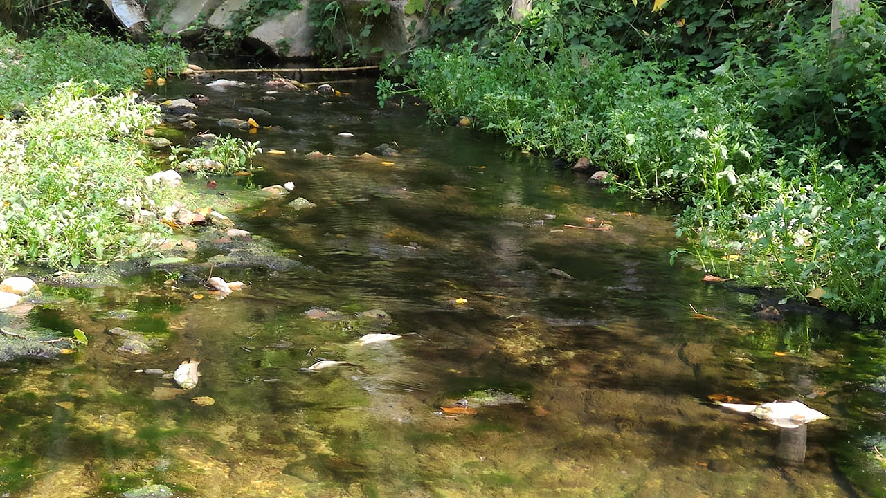 L'inquinamento ambientale nel torrente Nevola