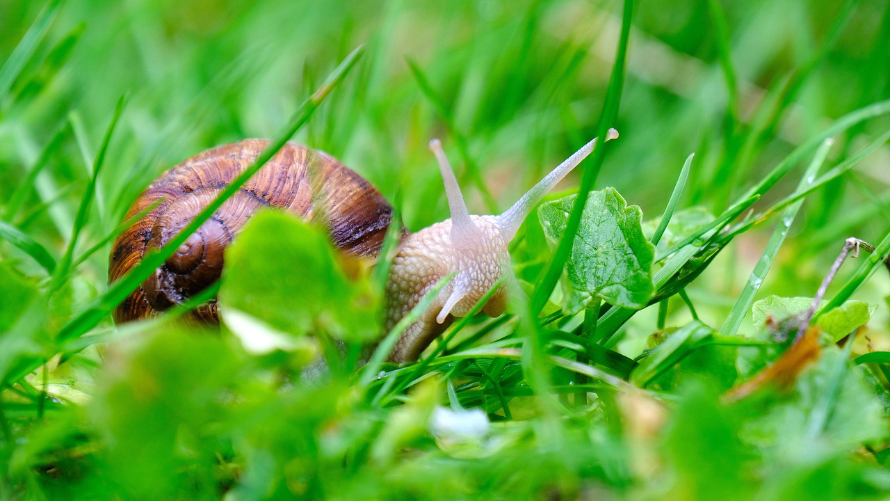 chiocciole, lumache, snail, allevamento, elicicoltura