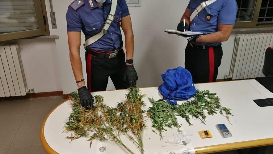 I carabinieri di Montemarciano hanno sequestrato 11 piante di marijuana