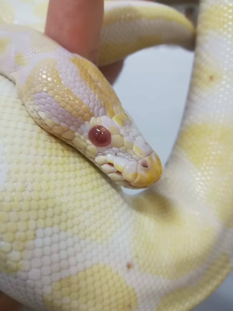 Il Pitone reale albino rinvenuto a San Lazzaro di Fano