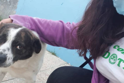 Osimo, cane avvelenato in zona Borgo: il dolore del proprietario