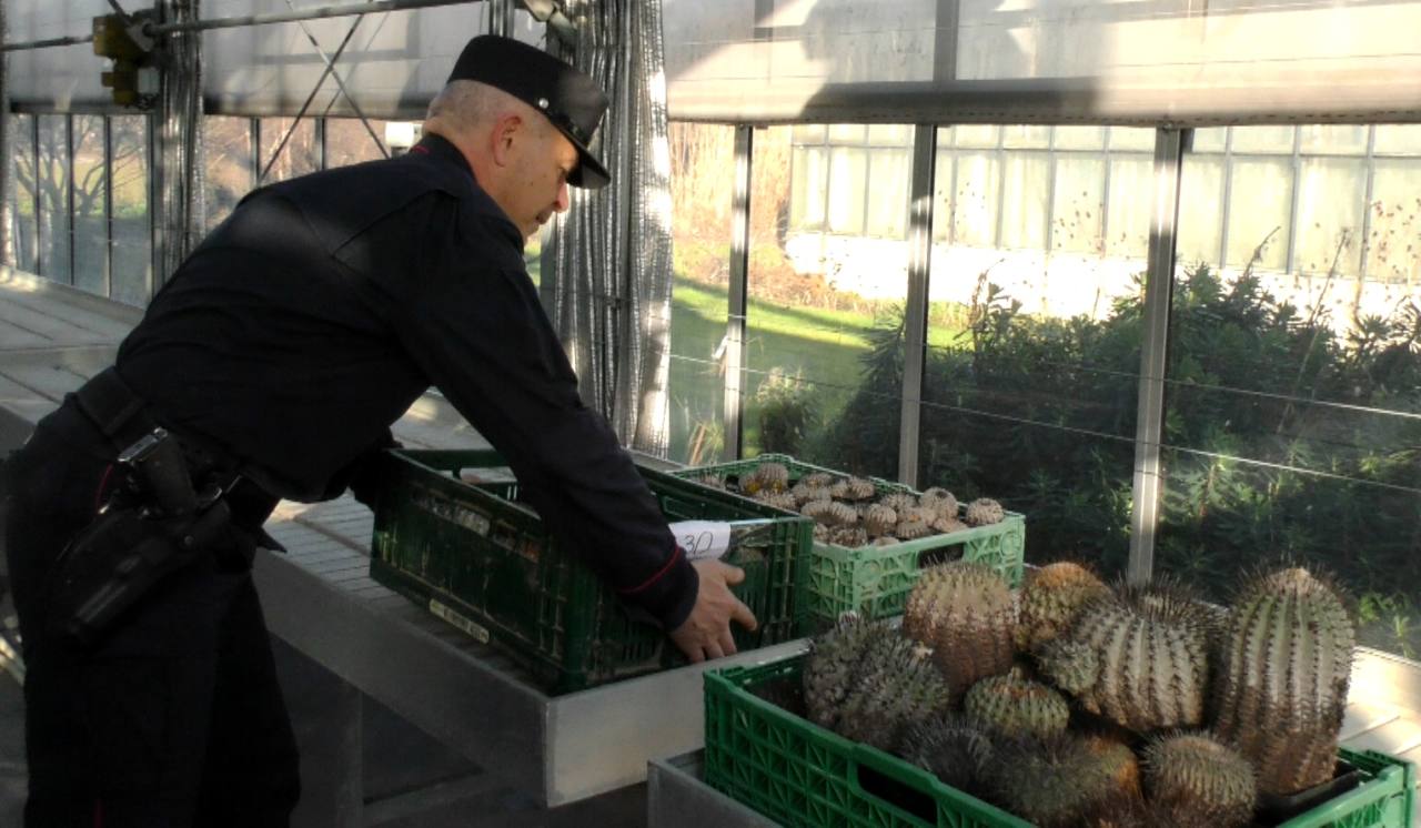 Sotto sequestro da parte dei carabinieri forestali cactus e piante rare trovate a Morciano di Romagna e Senigallia