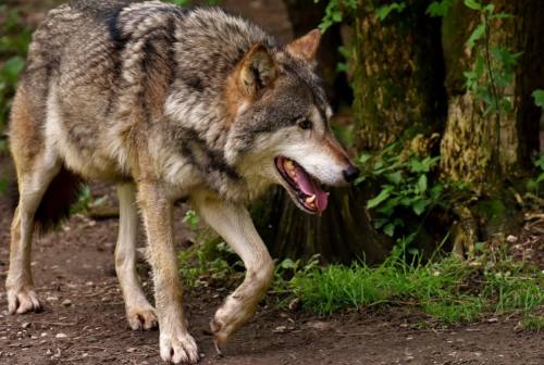 Arcevia: uccide un lupo poi fa una donazione al Wwf, pena più lieve per un pensionato