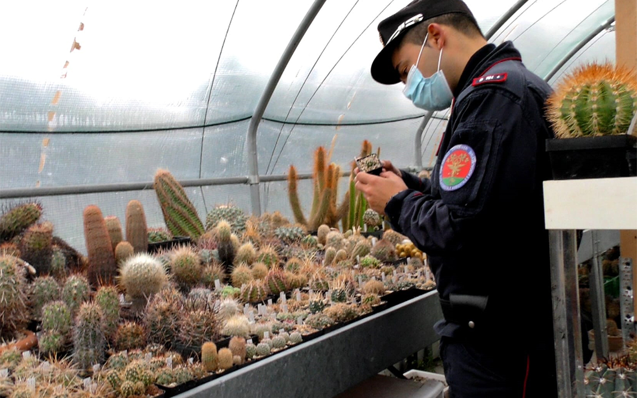 Sotto sequestro da parte dei carabinieri forestali cactus e piante rare trovate a Morciano di Romagna e Senigallia