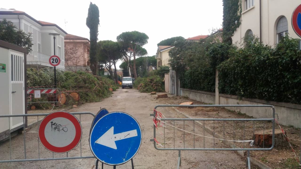 L'intervento per abbattere gli alberi in via don Minzoni a Senigallia