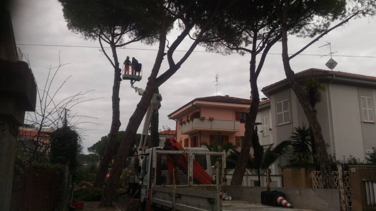 L'intervento per abbattere gli alberi in via don Minzoni a Senigallia