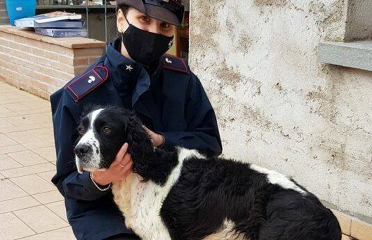 Springer Spaniel Inglese recuperato dai carabinieri