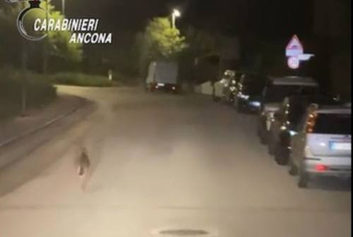 Lupo ferito ad Ancona: l’animale è stato individuato dai Carabinieri in via Giannelli – VIDEO