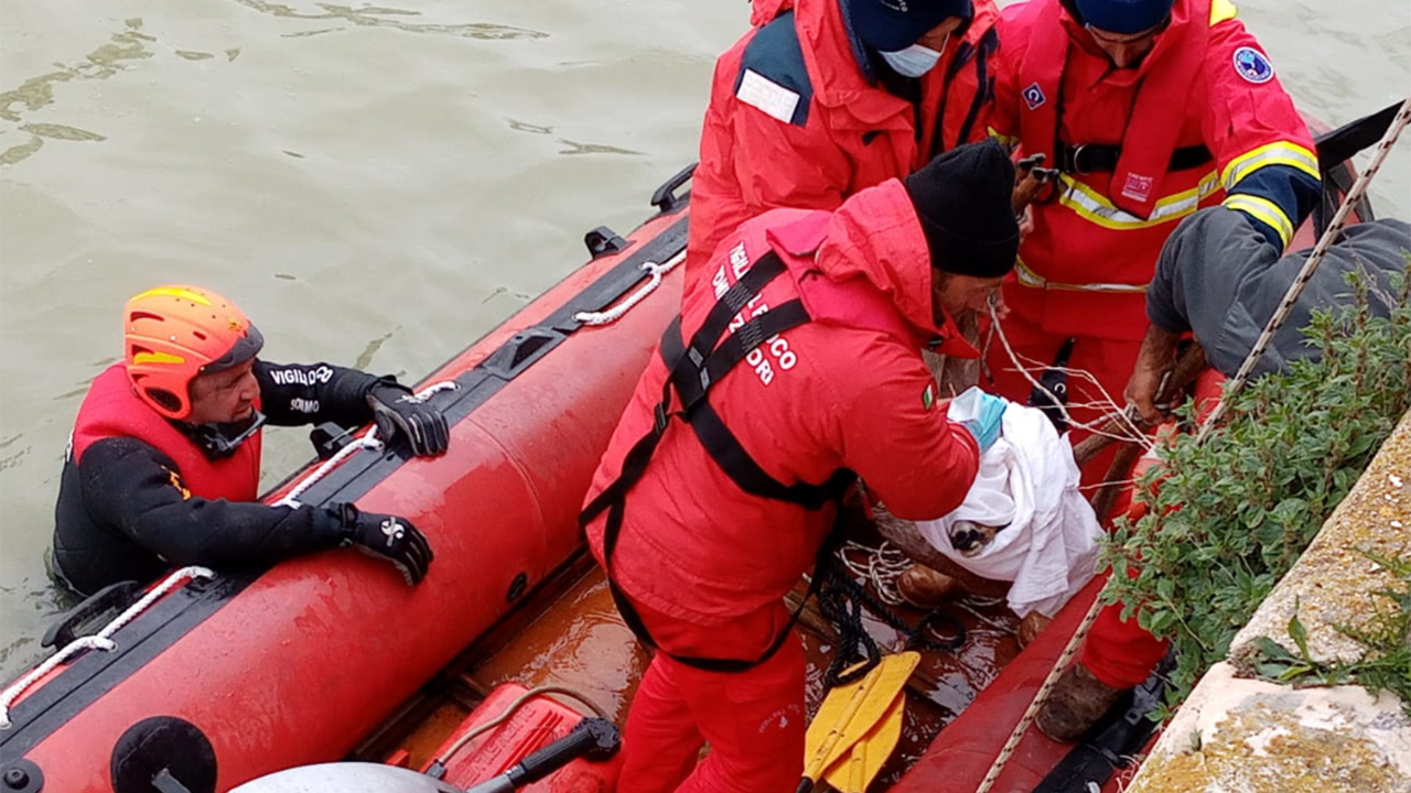 Il recupero del capriolo alla foce del fiume Misa di Senigallia grazie ai sommozzatori dei Vigili del fuoco