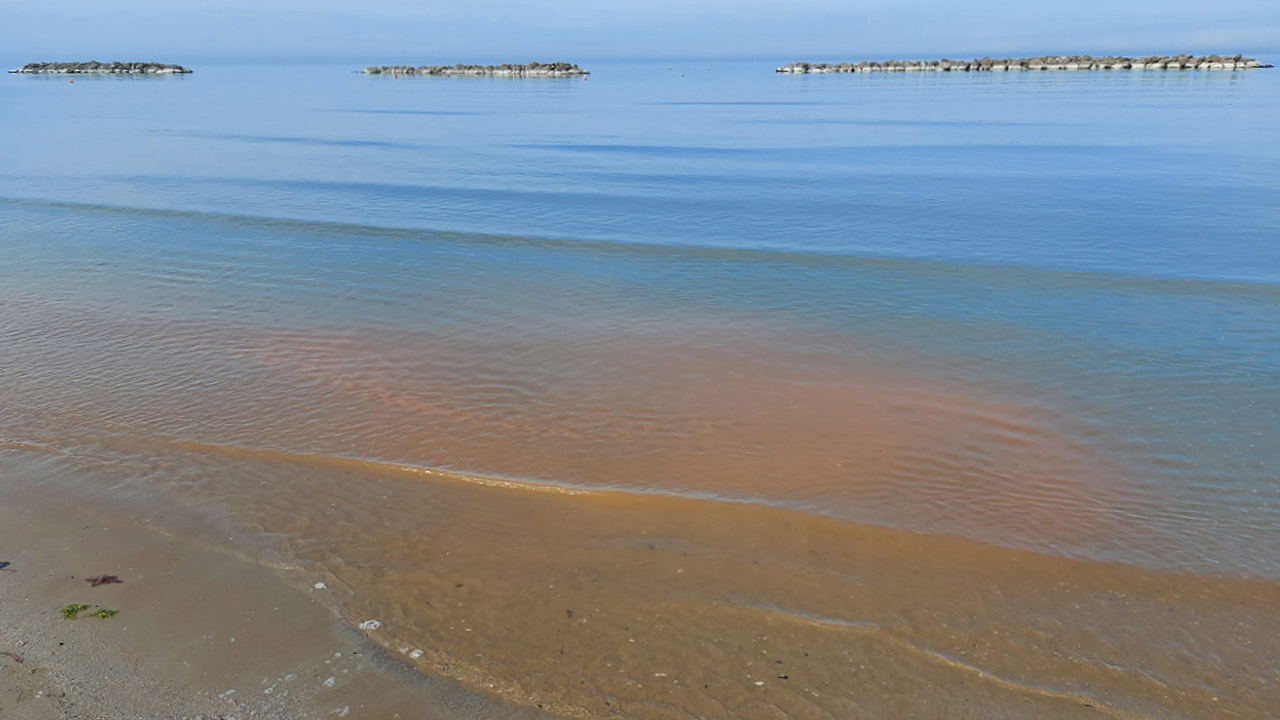 Macchie rossastre in mare: è il fenomeno dell'eutrofizzazione dovuta alla proliferazione di microrganismi nelle acque a Senigallia