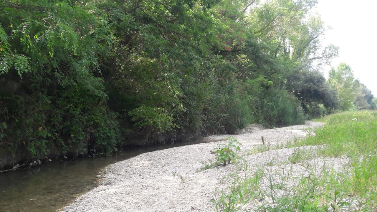 Detriti e vegetazione ostacolano il deflusso delle acque del fiume Cesano a Senigallia