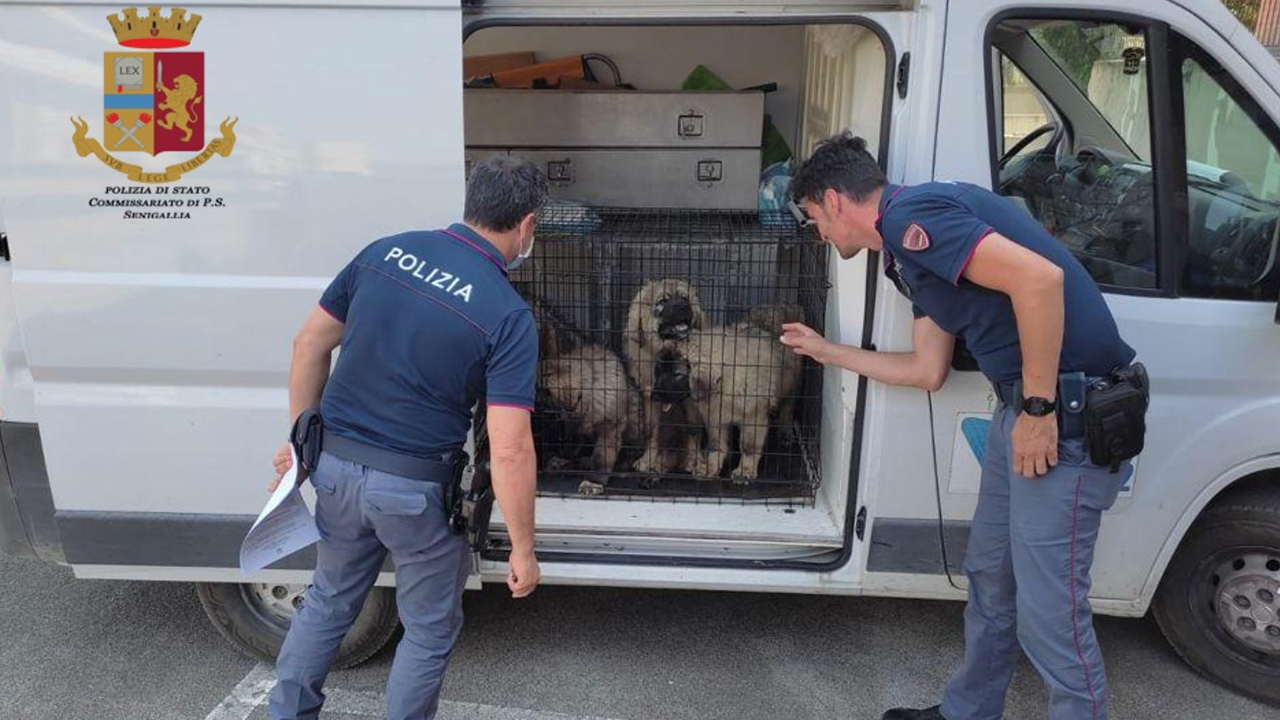 Traffico internazionale di cani, furgone bloccato sulla complanare di Senigallia