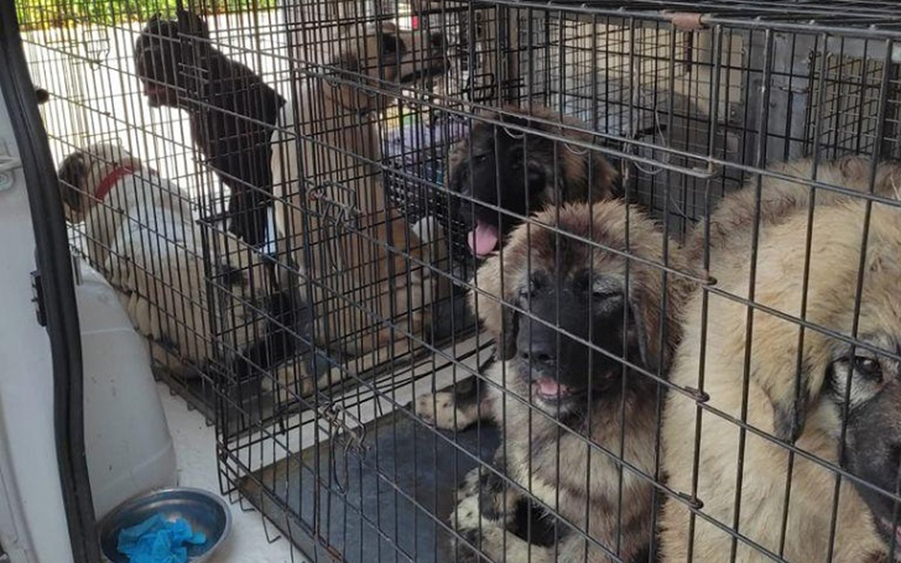 Traffico internazionale di cani, furgone bloccato sulla complanare di Senigallia