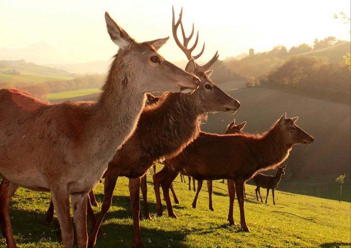 I cervi della San Paolina Farm