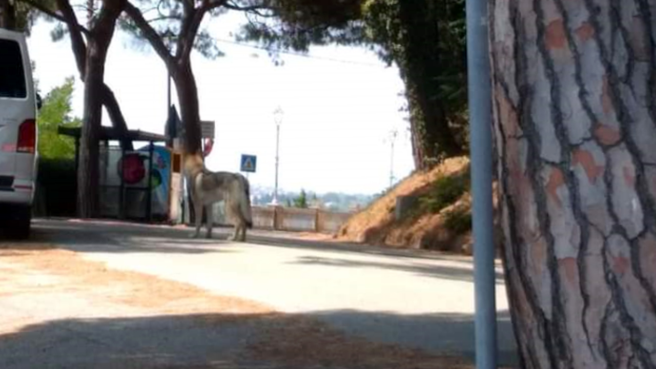 Un cane "lupo cecoslovacco" libero in giro per la frazione di Scapezzano è stato scambiato per un vero lupo dai residenti che hanno dato l'allarme