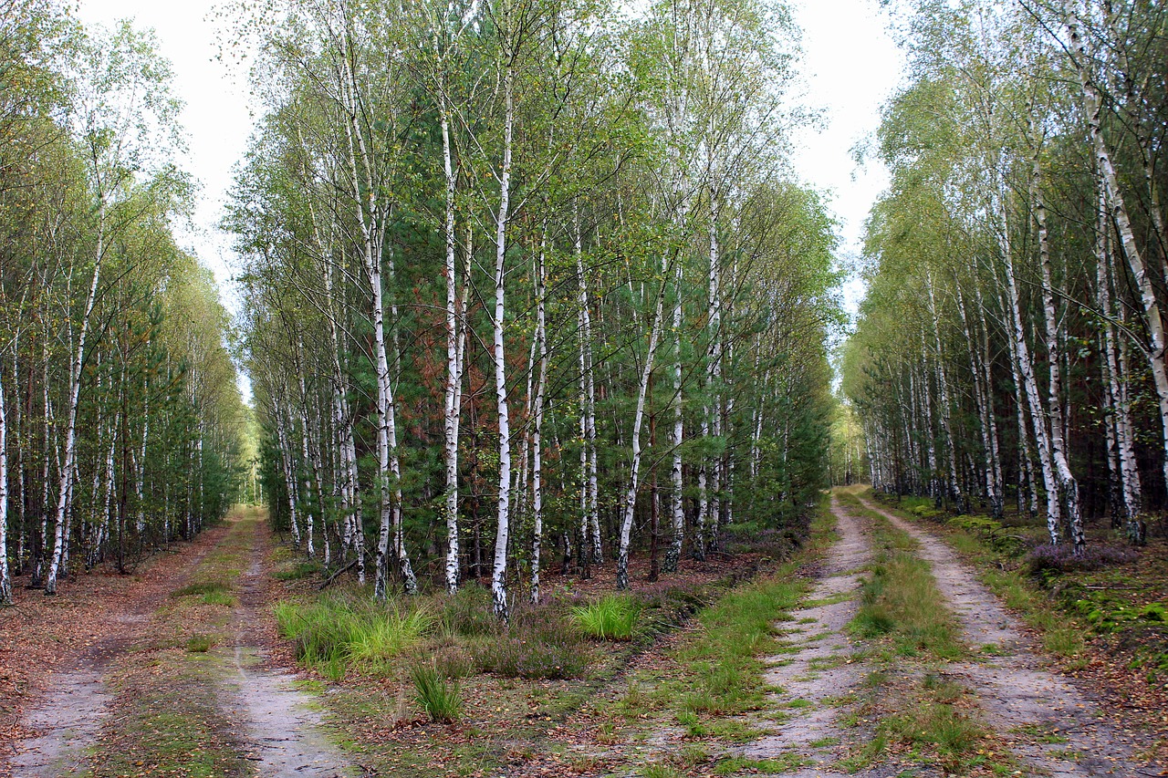 foresta, strade, bivio