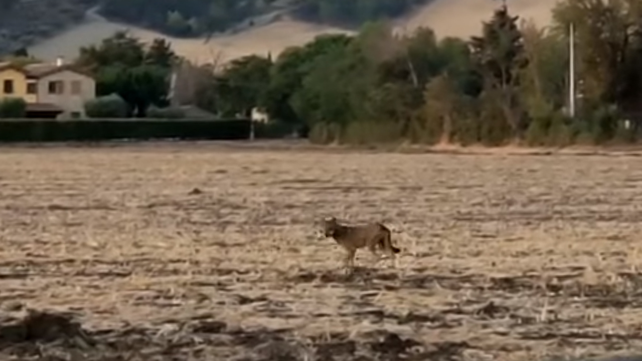 L'avvistamento di un lupo in zona Cesano, a Senigallia, 19 agosto 2021