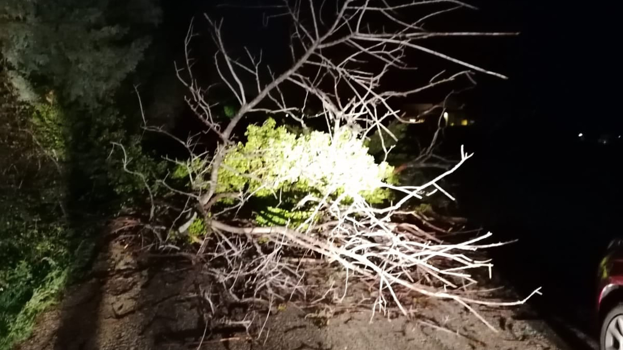 Uno degli alberi abbattuti a Montemarciano a causa del maltempo del 26 settembre 2021