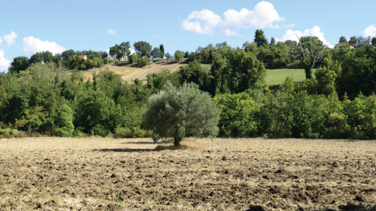 La campagna a Montefortino di Arcevia dove, tra il 1894 e il 1899, è stata portata alla luce una delle più importanti necropoli della popolazione celtica dei Galli Senoni